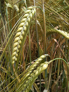 sereal, gandum, telinga, bidang, Makanan, tanaman lapangan, dipanggang