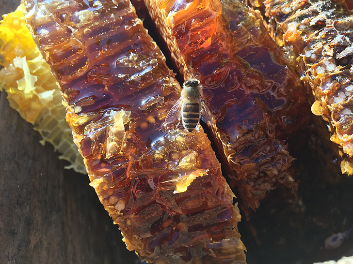 грунт меду, оригінальні-екологія, Природні, mucao, Бджола