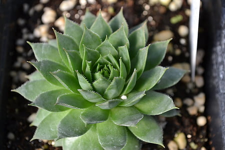 sedum, cactus, plant, succulent, closeup, green, flora