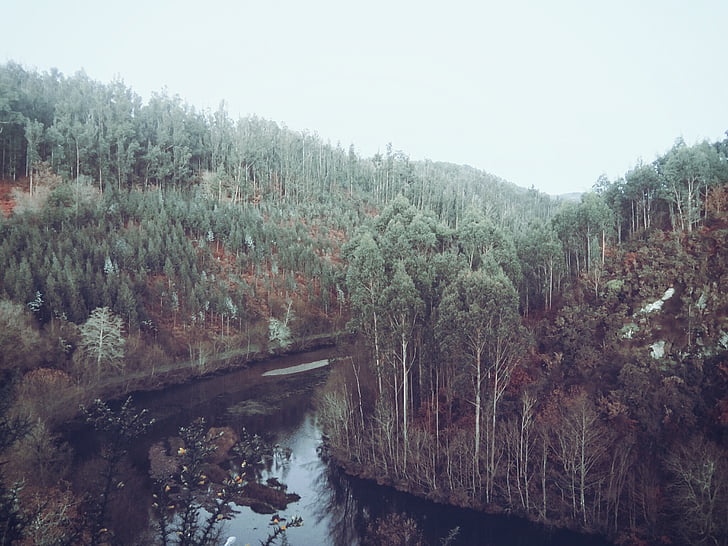 河, 水, 流, 树木, 森林, 伍兹, 自然