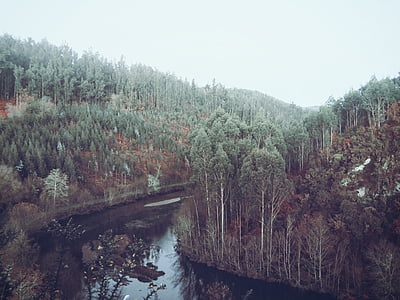 fiume, acqua, diretta streaming, alberi, foresta, boschi, natura