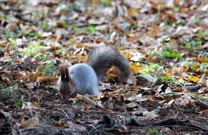 squirrel, looking for, funny, cute, autumn, fallen foliage, yellow leaves