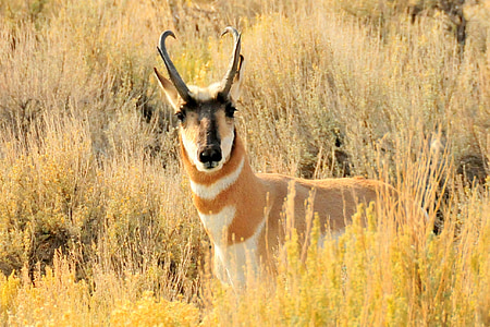 pronghorn, buck, wild, nature, wildlife, animal, country