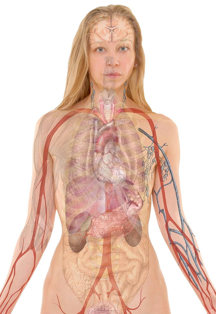 mulher, nua, nervoso, sistema, vascular, holograma, Branco