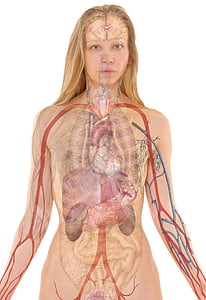 femme, nue, nerveux, système, vasculaire, hologramme, blanc