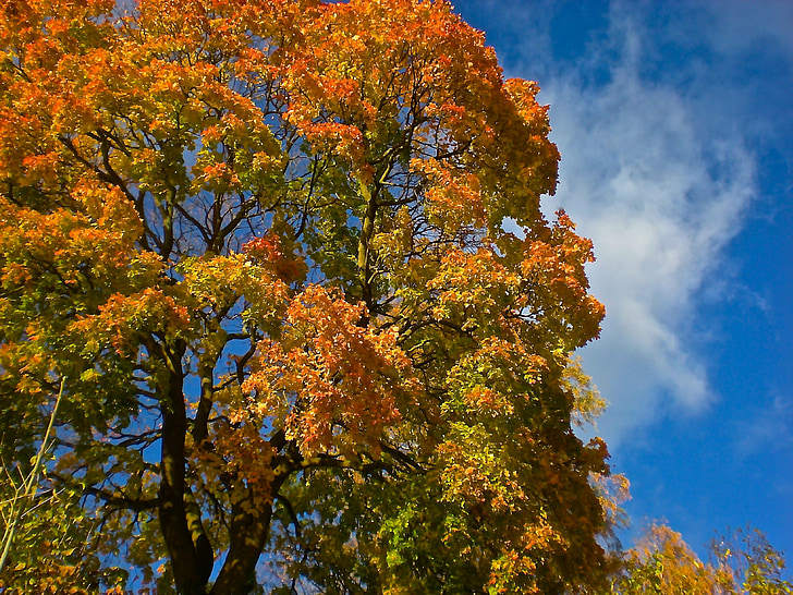 fa, ősz, sárga, sárga levelek, kék ég, Svédország, Stockholm