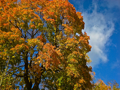 albero, autunno, giallo, foglie gialle, cielo blu, Svezia, Stoccolma