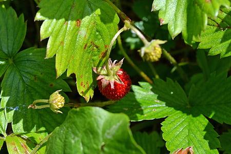 puidu maasika, maasikas, Bio, marja, küps, puu, terve