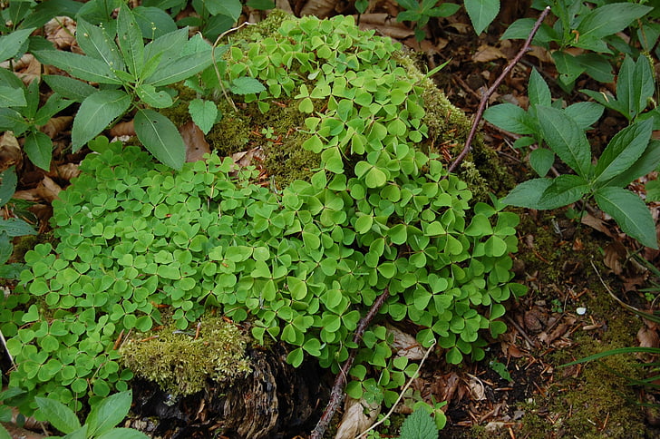 nature, green, leaves