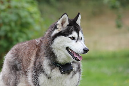 Siberian, Husky, două, câine, animal de casă, cursa, animale teme