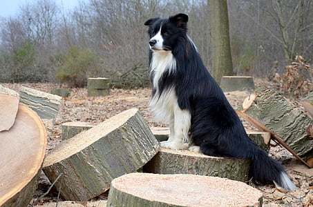 hond, Collie, Bordercollie, Britse herdershond, rasechte hond, huisdieren, dierlijke thema 's