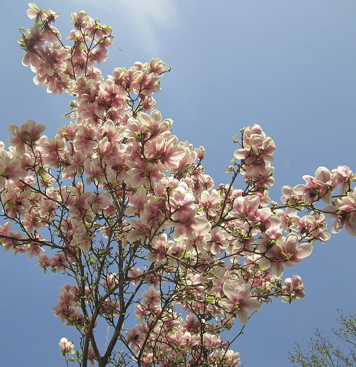 magnolie strom, jaro, list, bílá, fialová, léto, Krásné