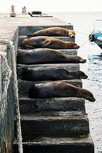 イルカ, 動物, 海, 水, 海, クリーチャー, 階段