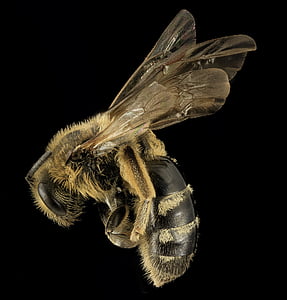 เหงื่อผึ้ง, แมลง, แมโคร, lasioglossum pacificum, โพรไฟล์, สัตว์ป่า, ธรรมชาติ