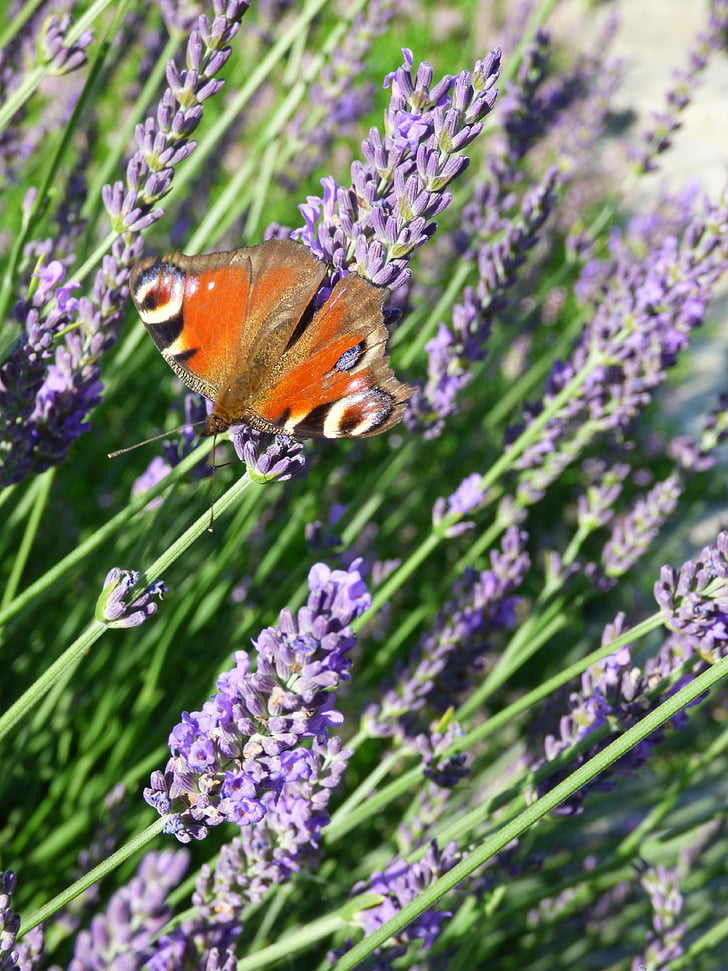 Lavender, kupu-kupu, serangga, alam, bunga, musim panas, ungu