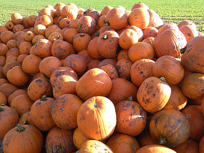 abóbora, Outono, decoração de outono, produtos hortícolas, laranja, colheita, Outono de abóboras