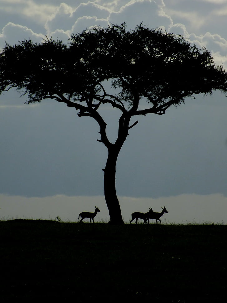wildlife, gazelle, dawn, nature, africa, acacia, tree