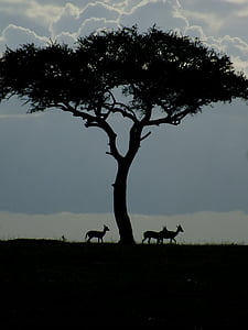 faune, Gazelle, aube, nature, l’Afrique, Acacia, arbre