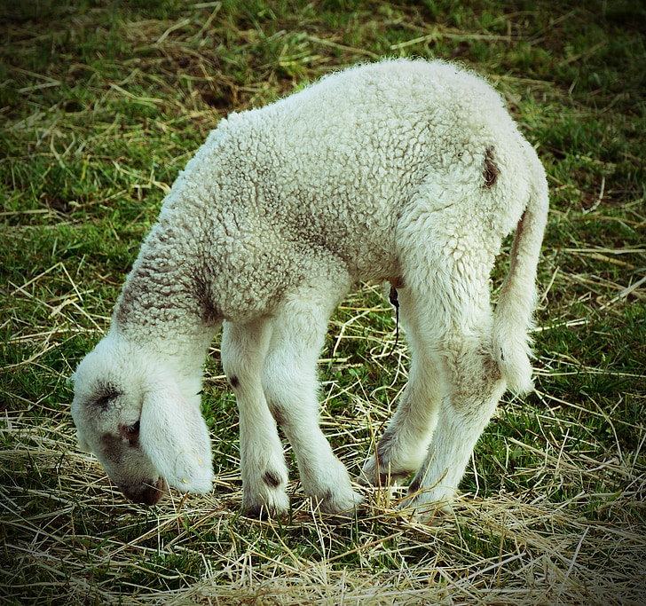 thịt cừu, động vật, bị bệnh, yếu kém, khó khăn, Buồn, đau khổ