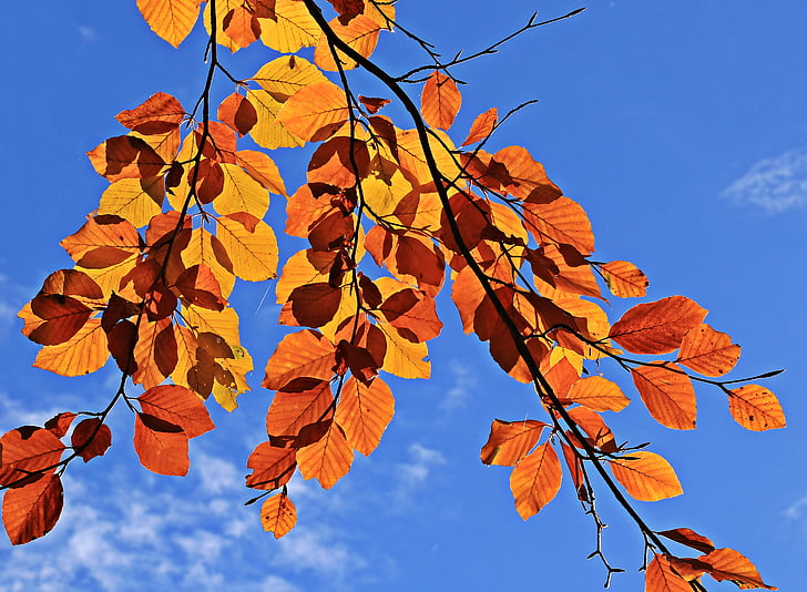 jesienią liście, jesień, nastrój, pozostawia, prawdziwe liści, Złota Jesień, spadek koloru
