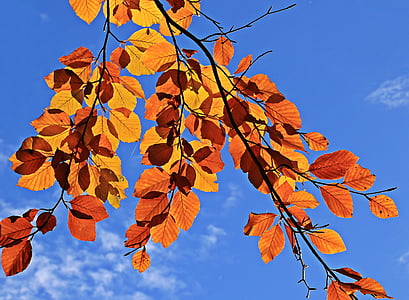 fall leaves, autumn, mood, leaves, true leaves, golden autumn, fall color