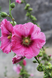 Hollyhock, passerose, màu hồng, Rod, Hoa, sáng màu, mùa hè