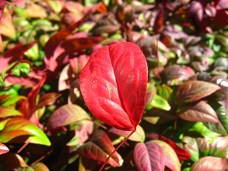 podzimní listí, červená, list, Hotel, město, Tokio, Takanawa