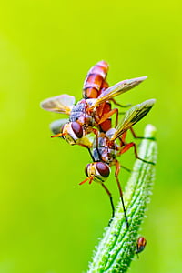 flyve, insekter, par, Chennai, Indien, insekt, grøn farve