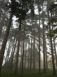 ниска, ъгъл, дива природа, фотография, дърво, мъгливо, сезон