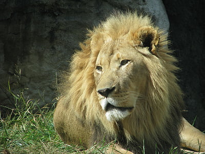 løve, dyr, dyreliv, afrikanske, mane, kongen, rovdyr