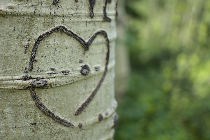 hjärtat, Aspen, träd, bark, carving, Colorado, ångbåten