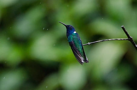 hummingbird, jacobin, bird, wildlife, natural, avian, delicate