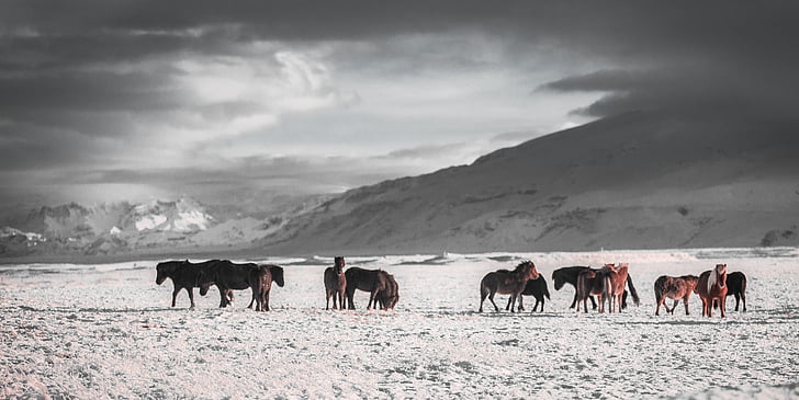 cavalls, l'hivern, a l'exterior, salvatge, fred, temes d'animals, natura