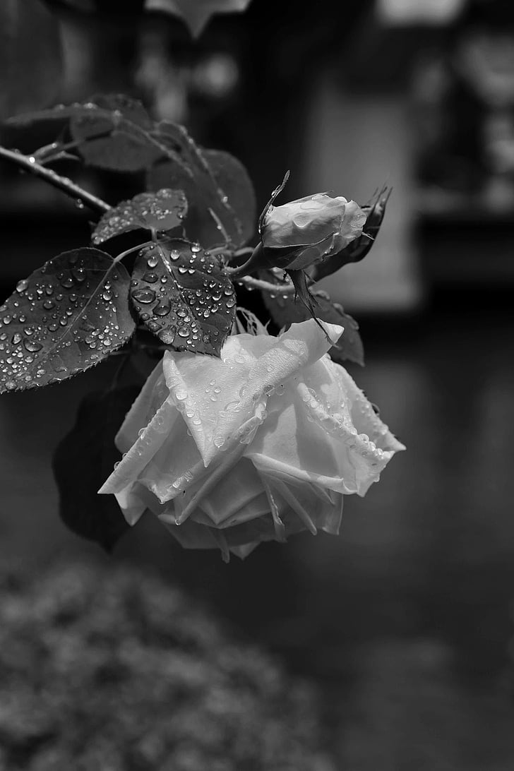 flowers, japan, rose, rain, black and white