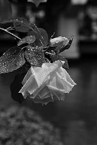 gėlės, Japonija, Rožė, lietus, juoda ir balta