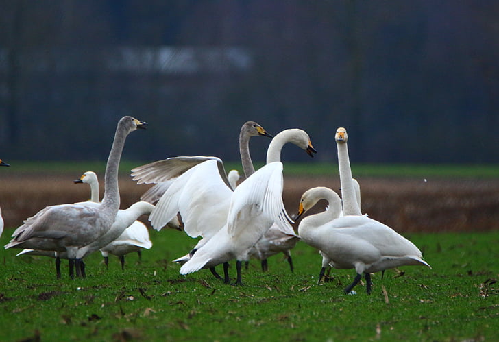 swan, whooper swan, bird, swans, flock of birds, migratory bird, birds
