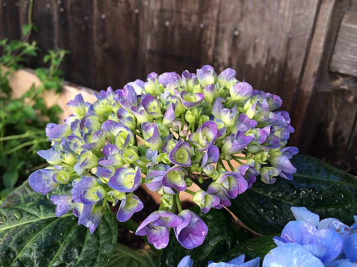 Hortenzija, violetinė, žydėti, šviežios, sodas, gėlė