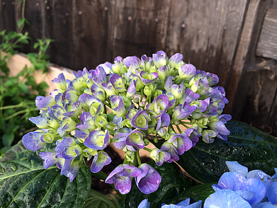 Hortensia, púrpura, floración, fresco, jardín, flor