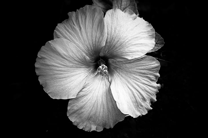 grayscale, photography, hibiscus, flower, bloom, petal, black and white