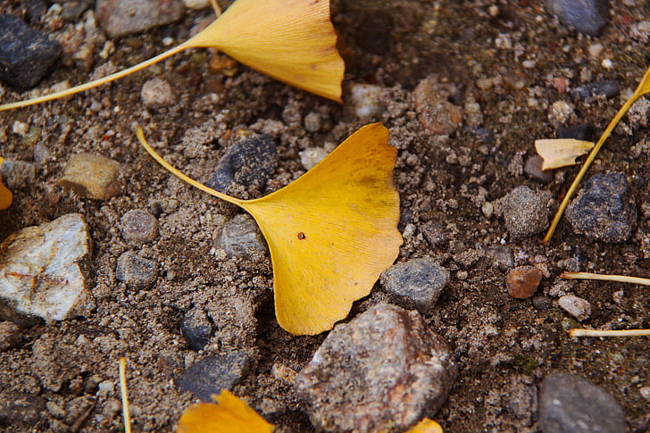 Jinan dvoulaločný, žlutá, podzim, písek, Nara, Japonsko, sezóny