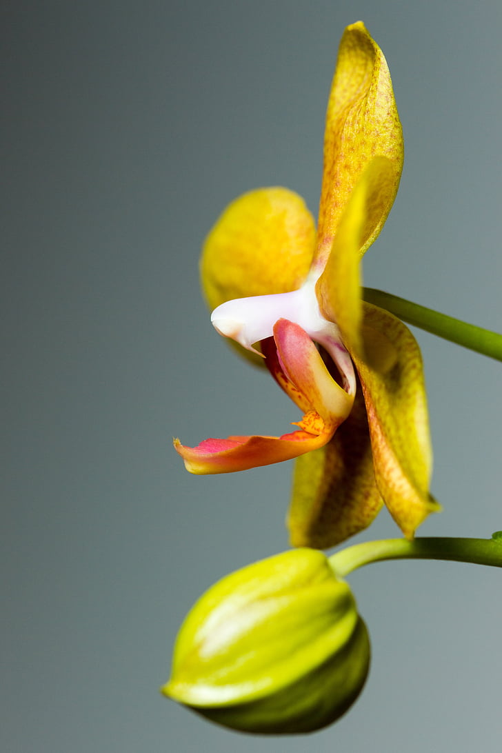 flower, blossom, bloom, orchid, side, macro, yellow