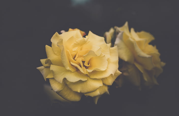 Bloom, květ, Flora, květiny, okvětní lístky