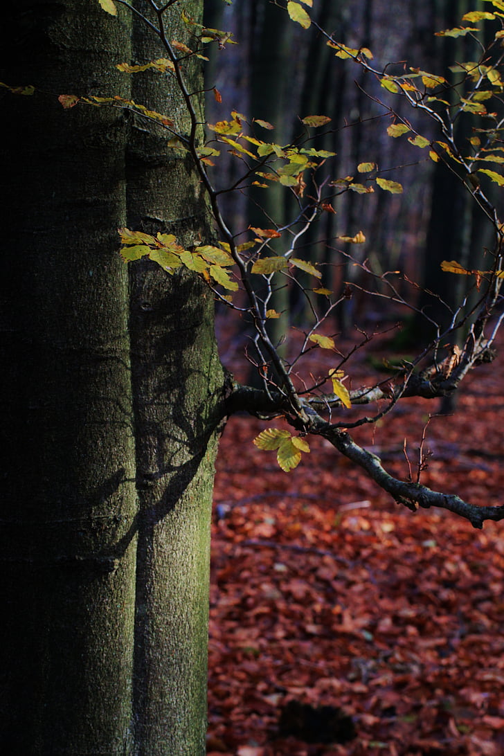 το φθινόπωρο, δέντρο, οξιά, φύλλα, δάσος, πολύχρωμο, Χρυσή φθινόπωρο