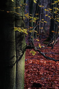 rudens, koks, bērzs, atstāj, meža, krāsains, zelta rudens