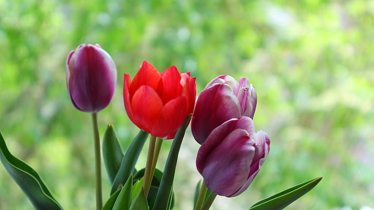 Tulip, blomst, rød, vårblomst, blomster, våren, natur