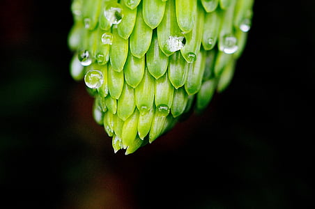 incomplete, beaded, rain, drip, macro, nature, leaf