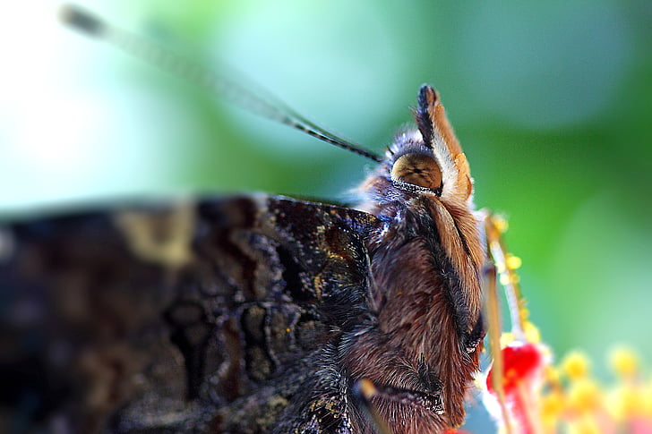 vlinder, Close-up, macro, oog, insect, complexe, haren