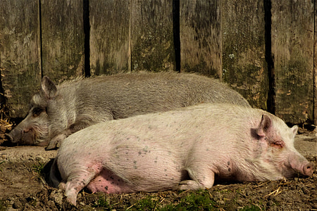 svinje, spavanje, sijati, sisavac, sretan svinja, priviti, roza