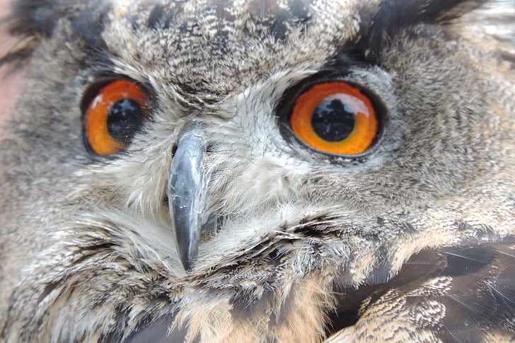 eagle owl, bird, eurasian eagle european owl, nocturnal, falconry, raptor, birds