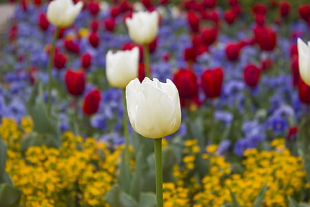 Tulipani, fioriture, fiori, floreale, macro, giardino, piante
